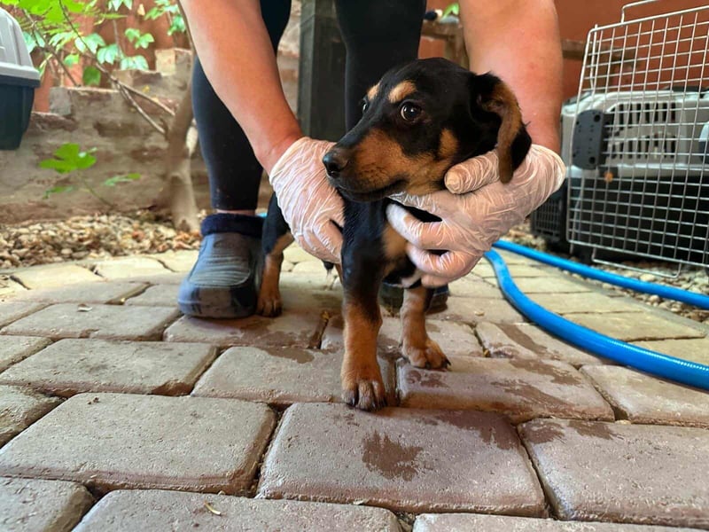 Marvin, geboren 25.03.2025, 24cm sucht seine Familie