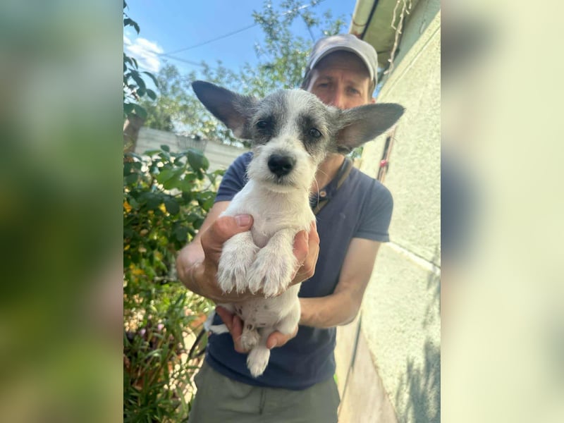 Luke, geboren 30.03.2025, 20cm sucht seine Chance