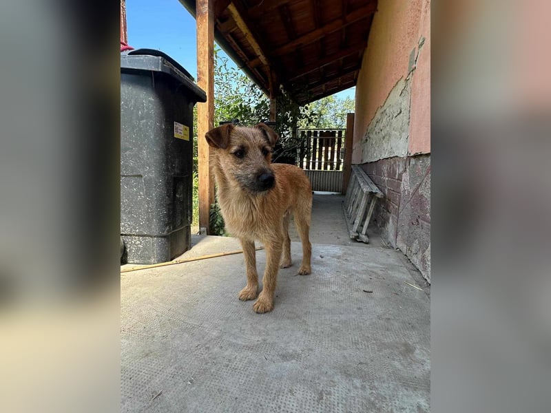 Teddy, 2 Jahre sucht sein Körbchen
