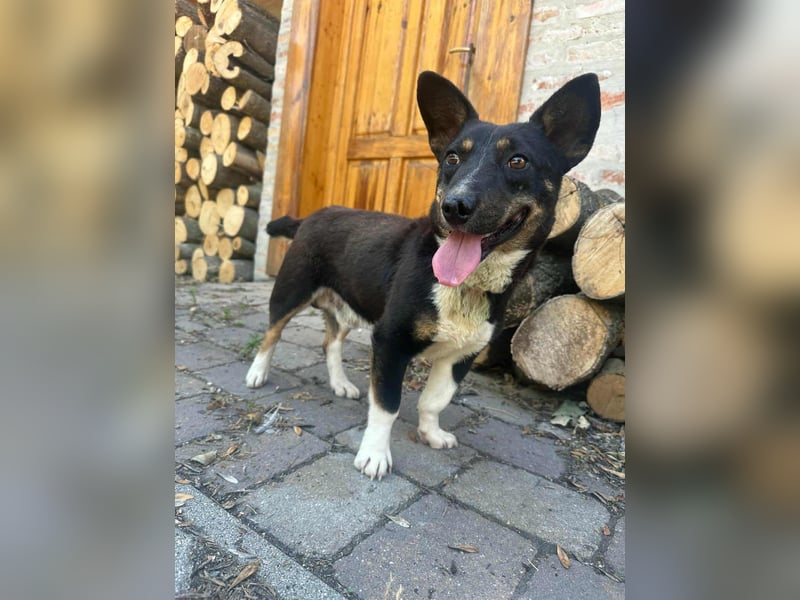 Frici, geboren 20.04.2021, 32cm sucht seine Familie