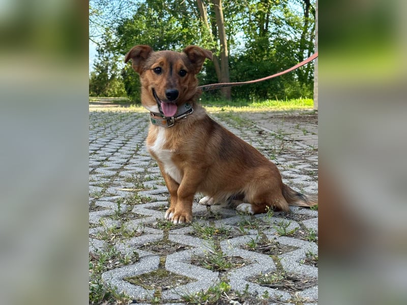 Tom, geboren 05.11.2024, 28cm sucht seine Menschen