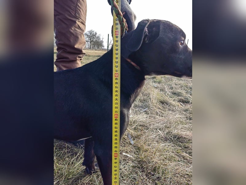 Loco, 24.03.2024 geboren, 43cm sucht sein Zuhause