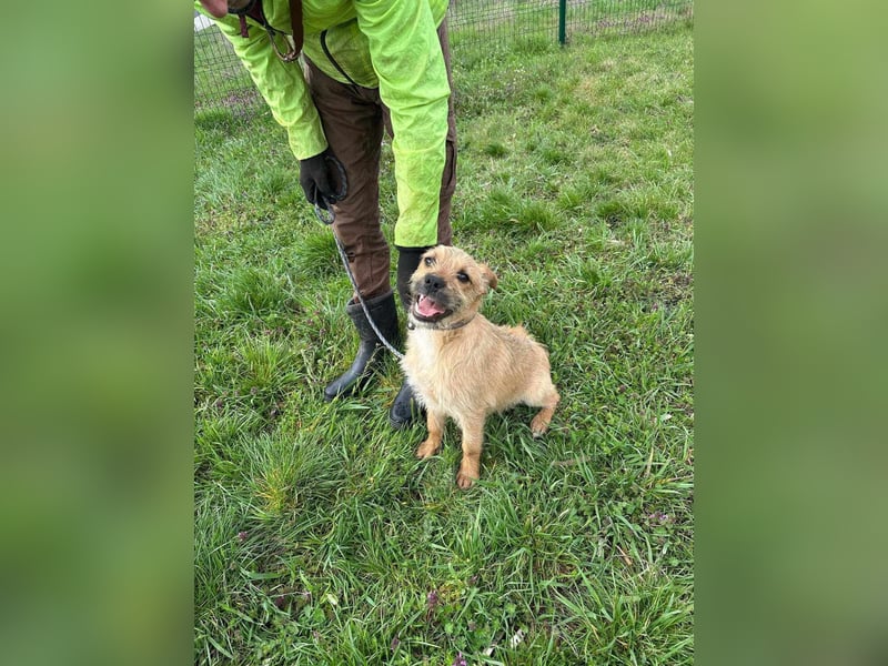Jago, geboren 15.07.2024, 45cm sucht sein Glück