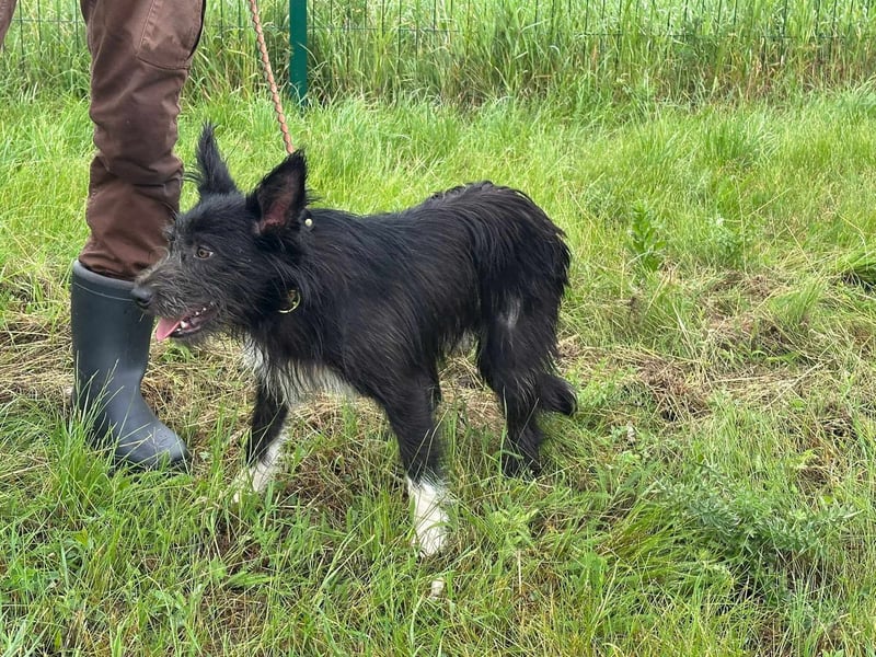 Zorro, geboren 25.09.2024, 40cm sucht sein Glück