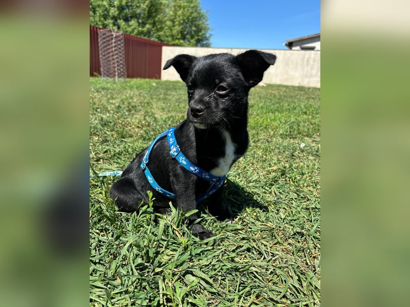Kocos, 3 Monate, 18cm sucht seine Menschen