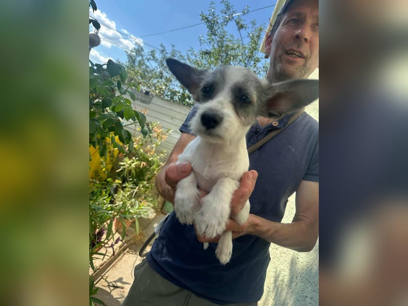 Luke, geboren 30.03.2025, 20cm sucht seine Chance