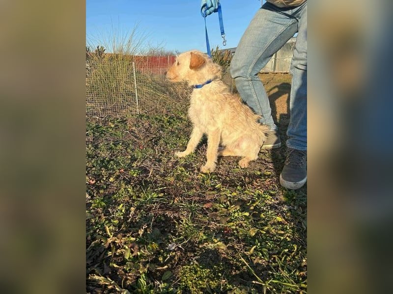 Berci, 1 Jahr, 35cm, wartet auf sein Glück