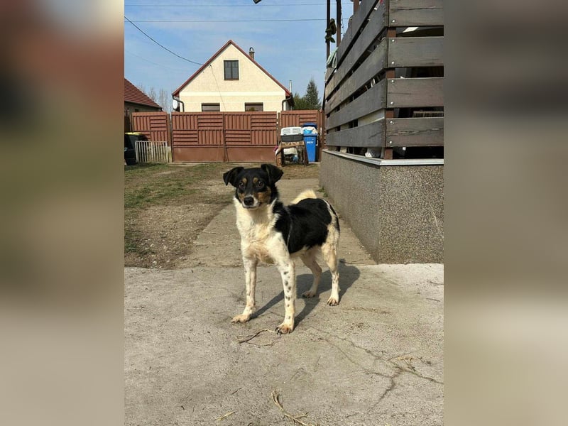 Milo, geboren 21.05.2023, 43cm sucht sein Zuhause