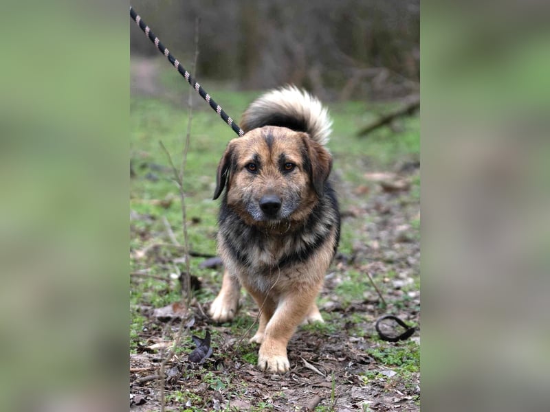 Albert, ca. 4 Jahre jung, 43 cm, wartet so sehr auf seine Chance glücklich zu werden
