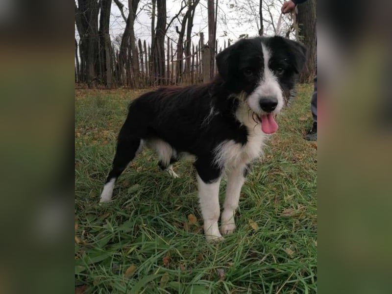 Cody, geb.06.02.2022, 47 cm, wünscht sich ein aktives Hundeleben
