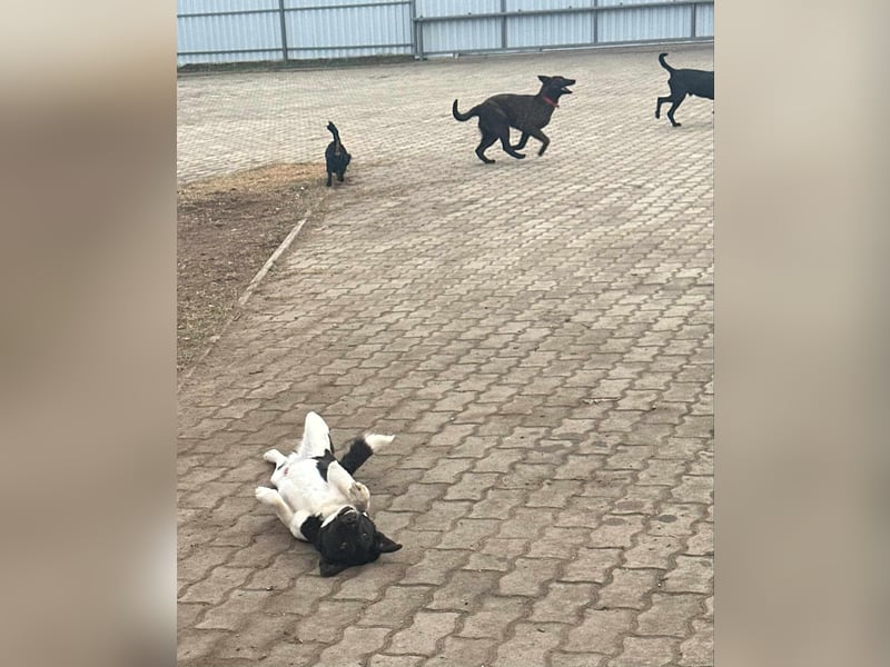 Domino, 1,5 Jahre, 38cm, wünscht sich ein eigenes Körbchen