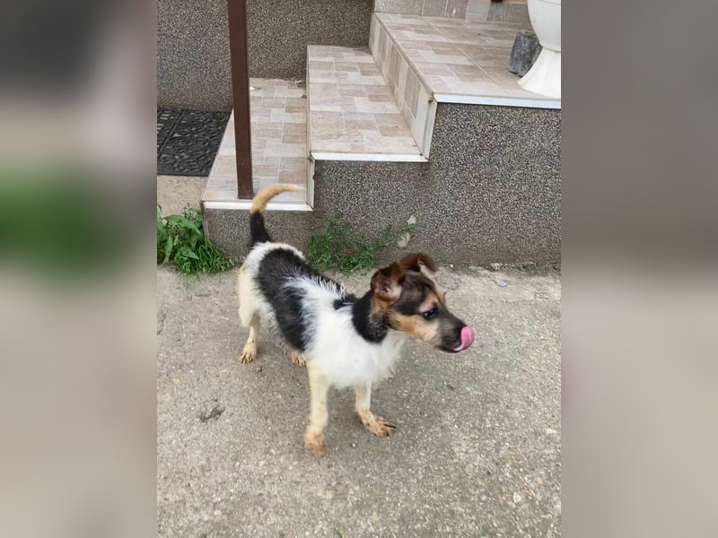 Zümi, geboren 10.12.2024, 29cm sucht seine Menschen