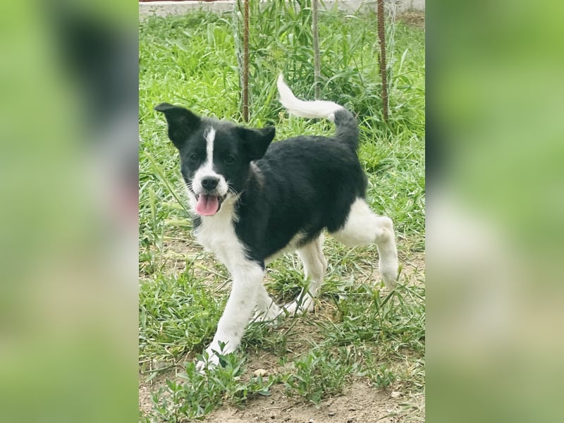 Bolyhos, 3 Monate, 18cm sucht sein Zuhause