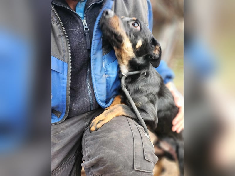 Lieber Lala, ca. 2 Jahre alt, 39 cm, wünscht sich eine Familie