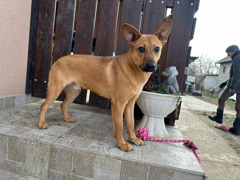 Kubu, geb. 01.06.2024, 40 cm, sucht ein Für-Immer-Zuhause