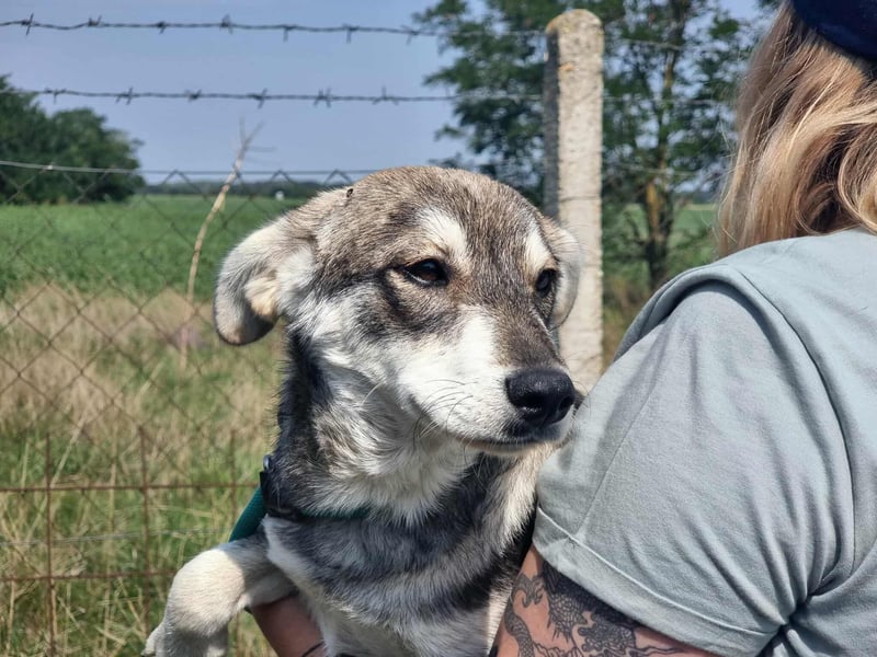 Balto, geboren 01.01.2025, 39cm sucht liebevolles Zuhause