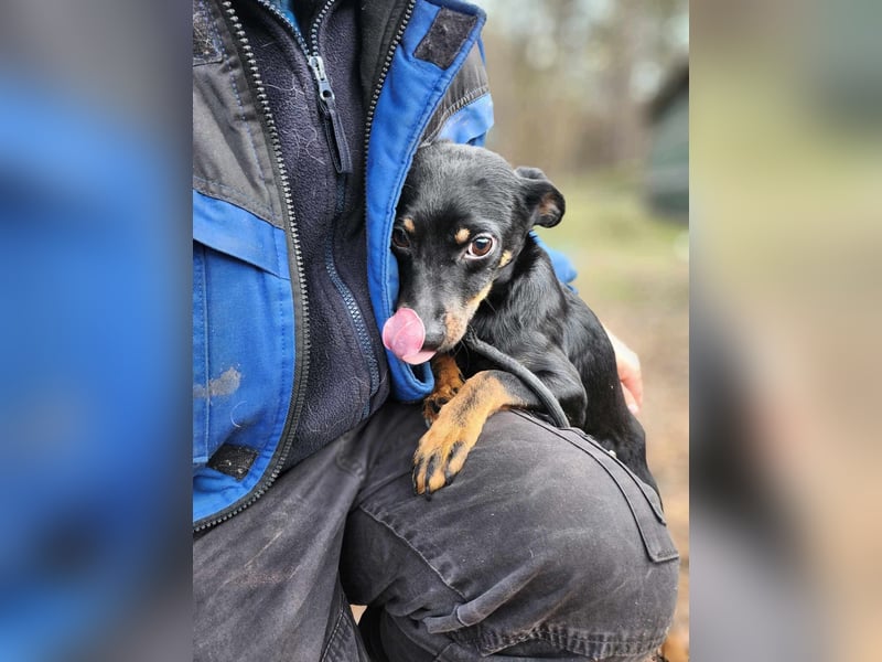 Lieber Lala, ca. 2 Jahre alt, 39 cm, wünscht sich eine Familie
