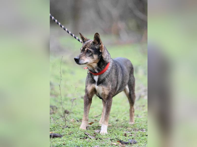 Lacika, 4 Jahre jung, 45 cm, sucht sein Zuhause