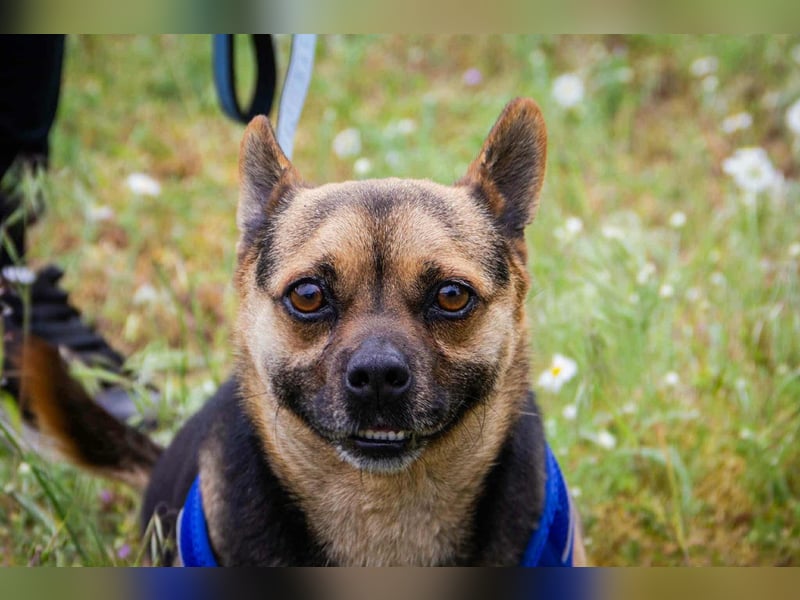Picur, 5 Jahre, 30cm sucht sein Zuhause