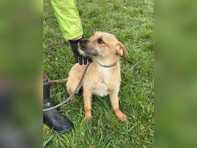 Jago, geboren 15.07.2024, 45cm sucht sein Glück