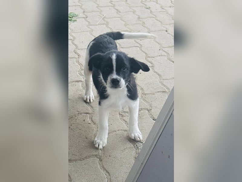 Bolyhos, 3 Monate, 18cm sucht sein Zuhause