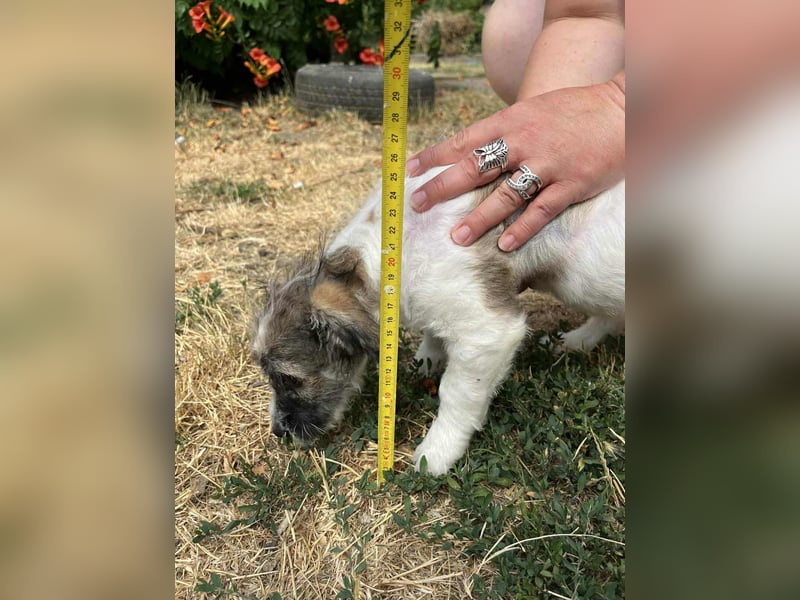 Vili, geboren 07.04.2025, 25cm sucht seine Menschen
