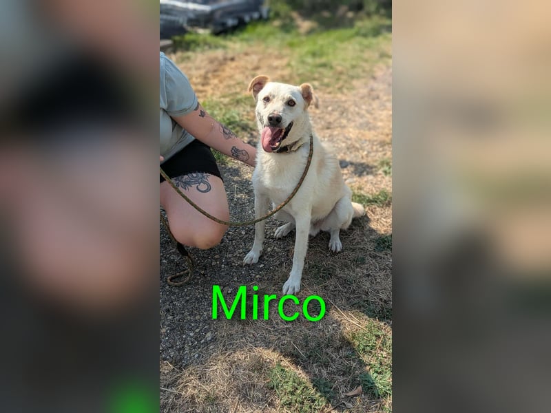 Mirko, geb. 15.10.2021, 49 cm, sucht seine Menschen