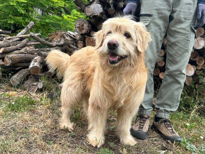 Buddy, geboren 01.04.2024, 50cm sucht seine Menschen