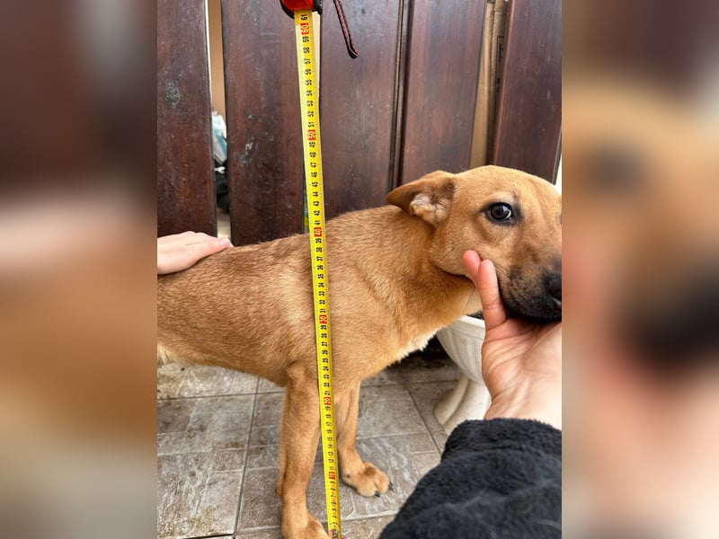 Kubu, geb. 01.06.2024, 40 cm, sucht ein Für-Immer-Zuhause