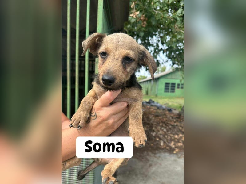 Soma, geboren 02.07.2025 sucht sein Zuhause