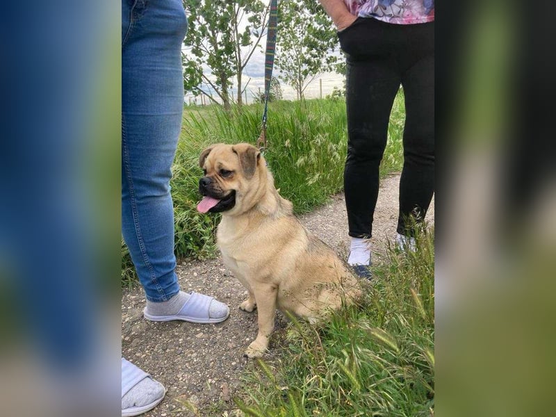 Jedi, geboren 01.01.2023, 45cm sucht sein Zuhause