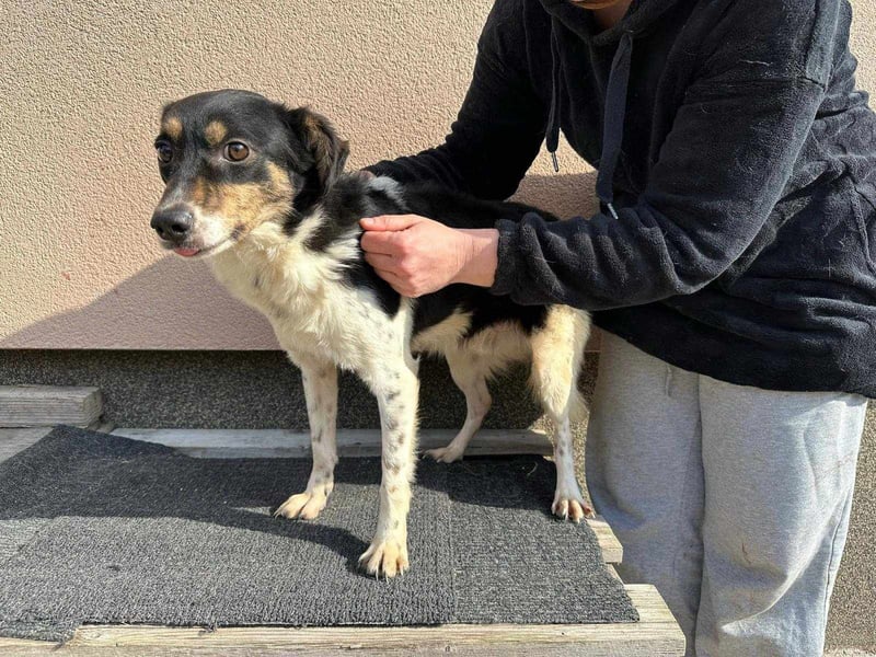 Milo, geboren 21.05.2023, 43cm sucht sein Zuhause