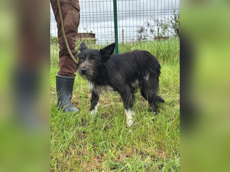 Zorro, geboren 25.09.2024, 40cm sucht sein Glück
