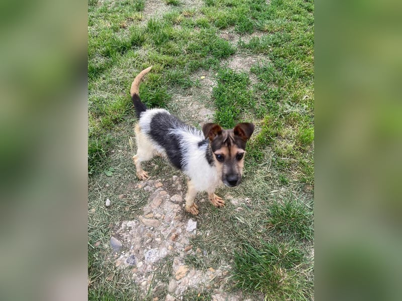 Zümi, geboren 10.12.2024, 29cm sucht seine Menschen