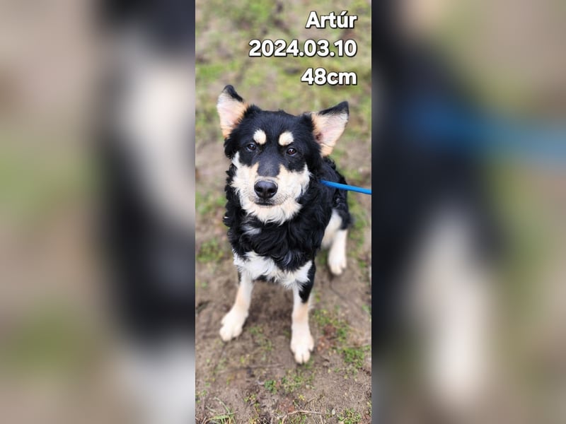Arthur, geb. 10.03.2024, 48 cm, sucht nach seinen Menschen