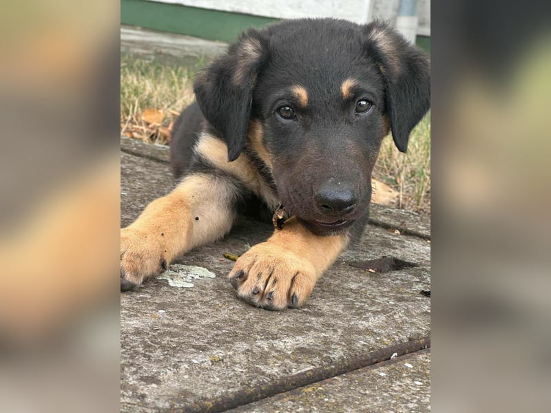 Henry, geboren 01.06.2025, 39cm sucht sein Zuhause