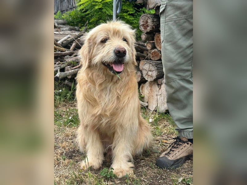 Buddy, geboren 01.04.2024, 50cm sucht seine Menschen