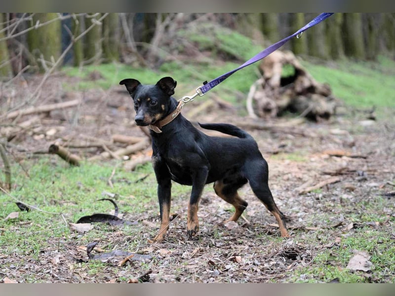 Lieber Lala, ca. 2 Jahre alt, 39 cm, wünscht sich eine Familie