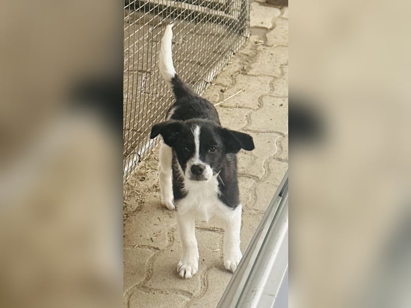 Bolyhos, 3 Monate, 18cm sucht sein Zuhause