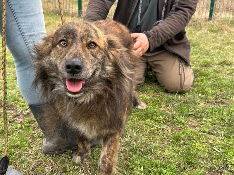 Calypso, geboren 01.07.2023, 53cm sucht sein Zuhause