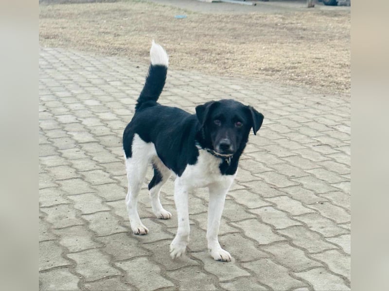 Domino, 1,5 Jahre, 38cm, wünscht sich ein eigenes Körbchen