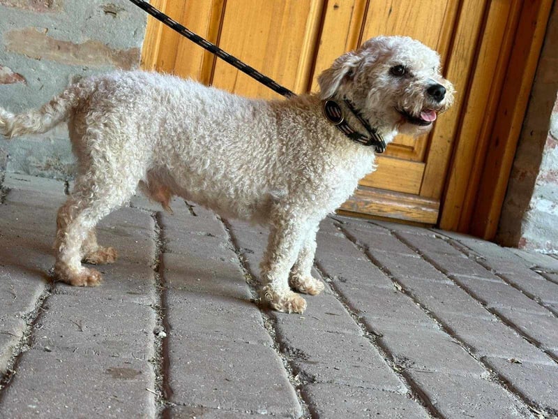 Mimi, geboren 01.01.2023, 30cm sucht seine Menschen
