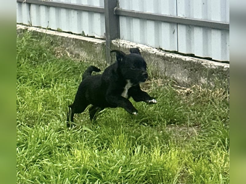 Kocos, 3 Monate, 18cm sucht seine Menschen