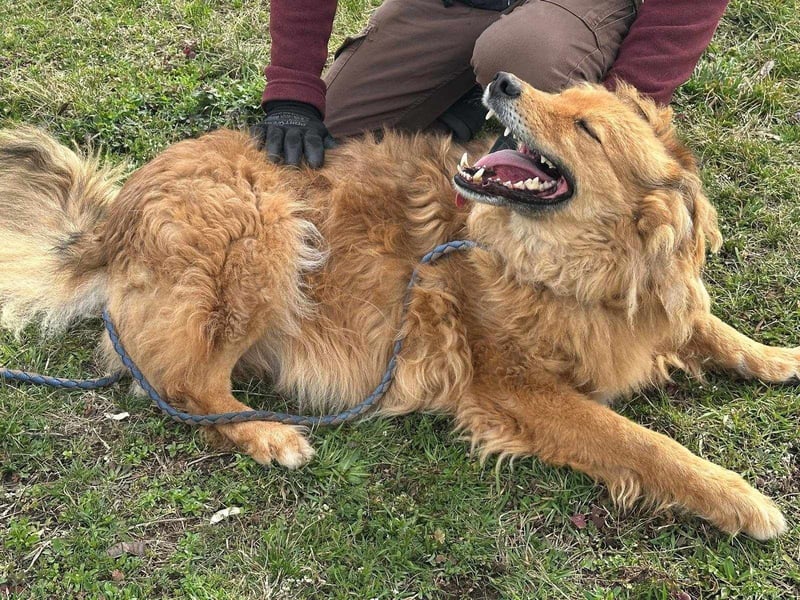 Merlin, geboren 01.03.2021, 58cm sucht sein Körbchen