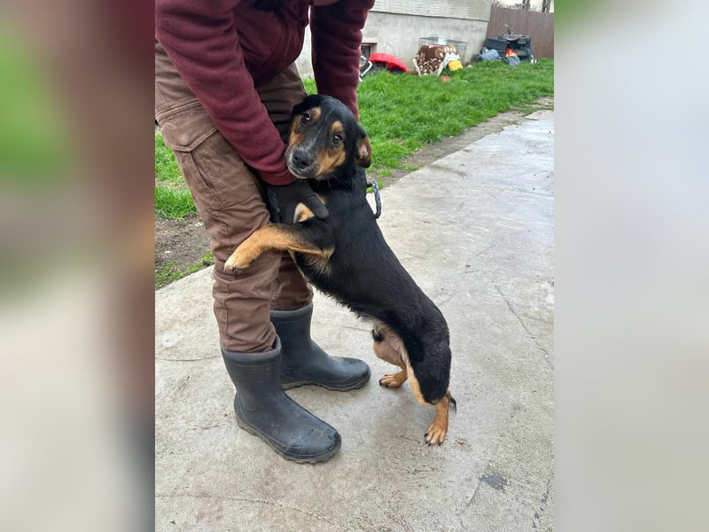 Dexter, geboren 01.08.2023, 34cm sucht sein Körbchen