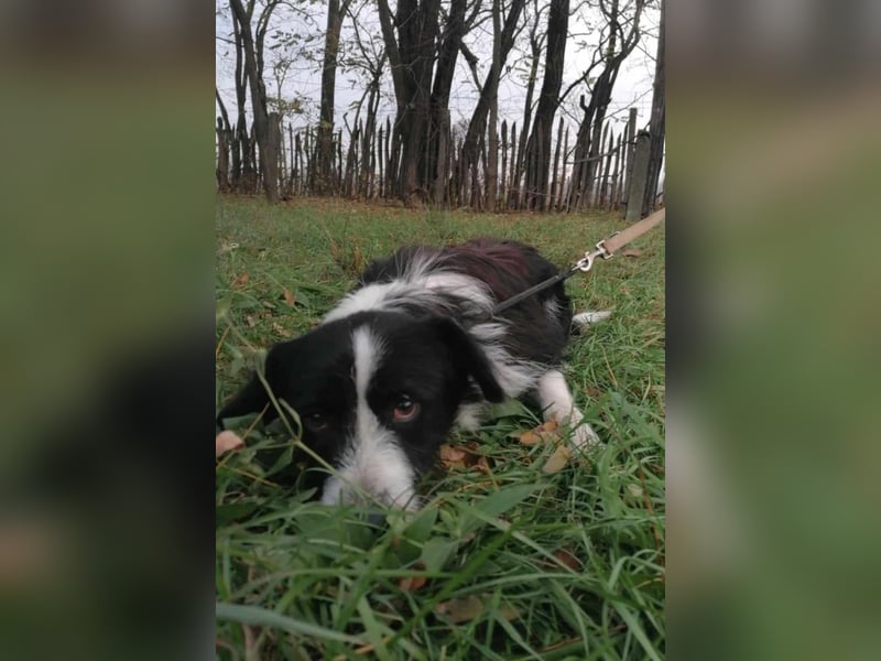 Cody, geb.06.02.2022, 47 cm, wünscht sich ein aktives Hundeleben
