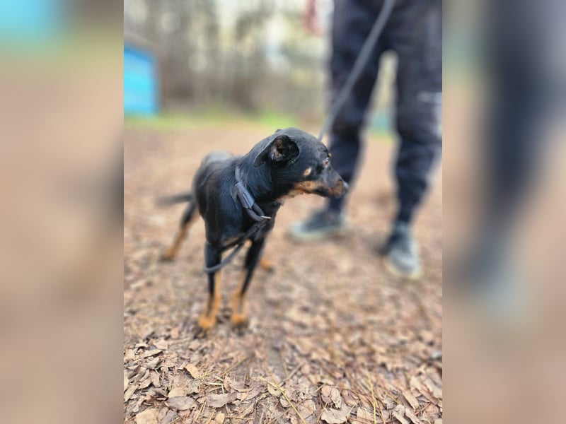 Lieber Lala, ca. 2 Jahre alt, 39 cm, wünscht sich eine Familie