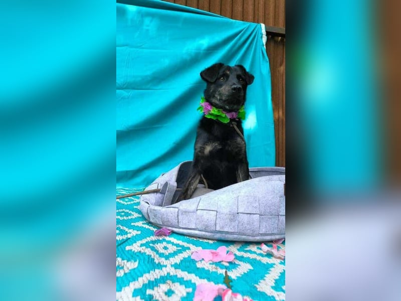 Austin, 1,5 Jahre sucht sein Körbchen
