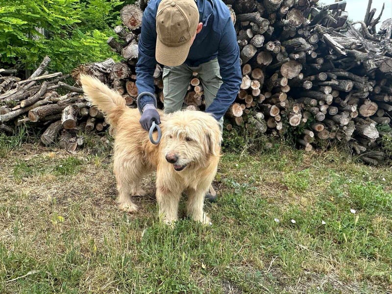 Buddy, geboren 01.04.2024, 50cm sucht seine Menschen