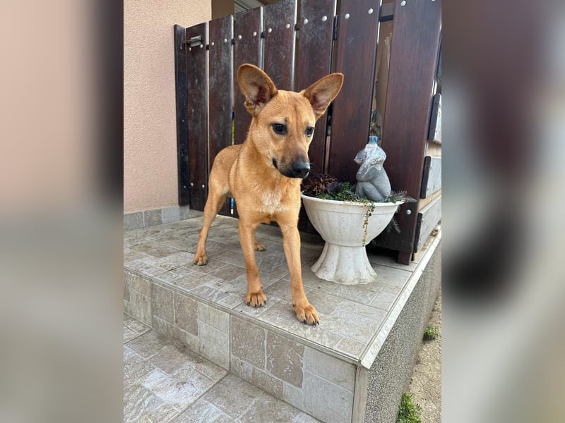 Kubu, geb. 01.06.2024, 40 cm, sucht ein Für-Immer-Zuhause
